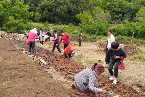 032019年5月20日拍攝，西北局捐資的任家院村萬窩天麻種植項目，貧困群眾正在栽種天麻。